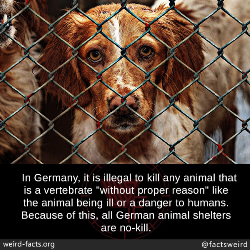 mindblowingfactz - In Germany, it is illegal to kill any animal...