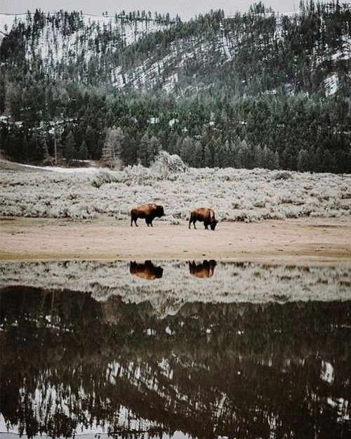 folklifestyle - Photo by @stephennorregaard in Yellowstone...