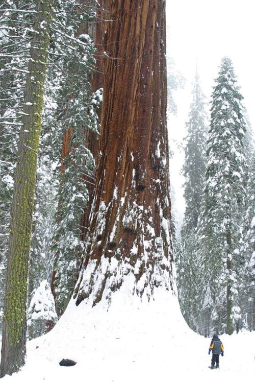 angel-kiyoss:The Redwoods and the snow.Giant beauty