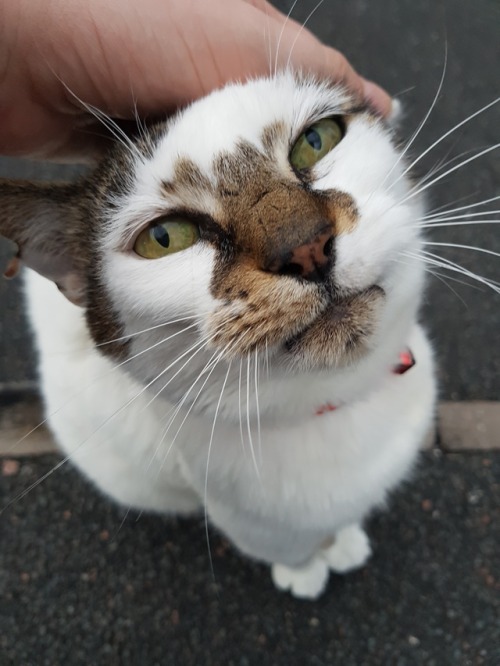 unflatteringcatselfies - This is a cat who lives on my street. I...