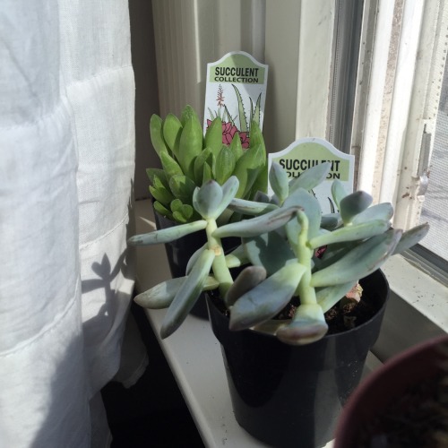 thriftedrose - My friends got me plants for my birthday.. They...
