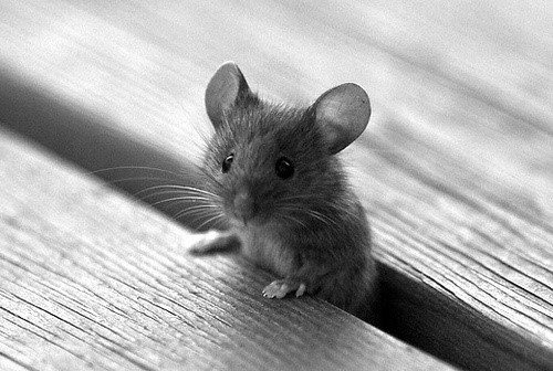 adorableanimalss:Baby mouse