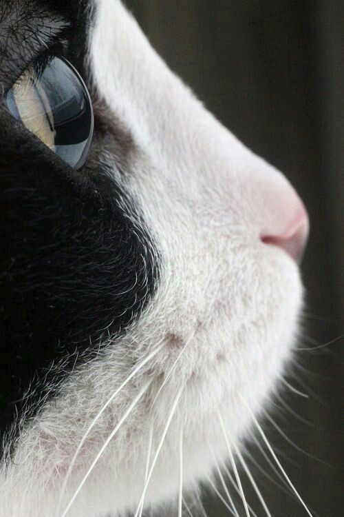 lildreamysoul - iloveurcat - pepoline13 - Cat’s nosesPerfection...