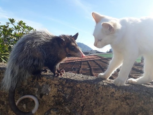 tsarunev - catsbeaversandducks - Baby The Opossum And Diego The...