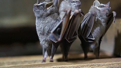 uworlds - biomorphosis - When you flip bats upside down they...