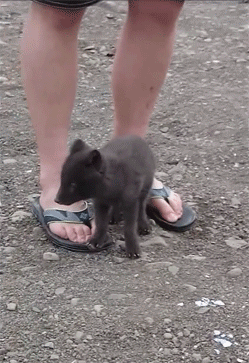 rhys-ravenfeather - shortvideosandstuff - baby arctic fox tries...