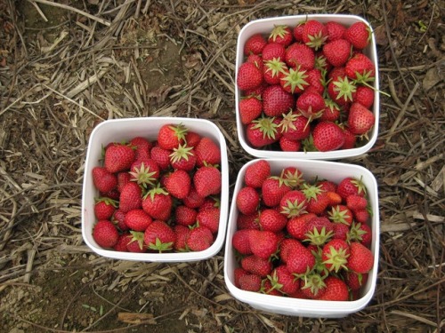 llovinghome - Strawberries