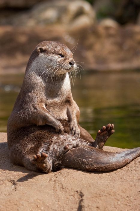 cat-no-like-banana - ainawgsd - Sunbathing Ottersthey caught...