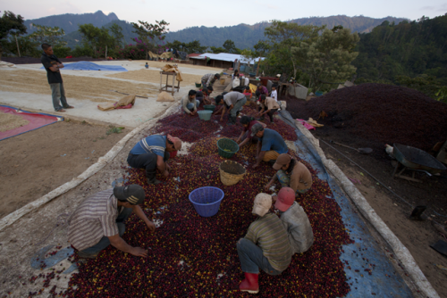Blood, sweat, and coffeeOn a typical coffee plantation in...
