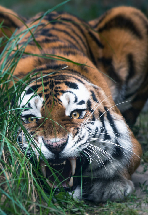 johnnybravo20:Big Siberian Tiger (by MIke Kolesnikov)