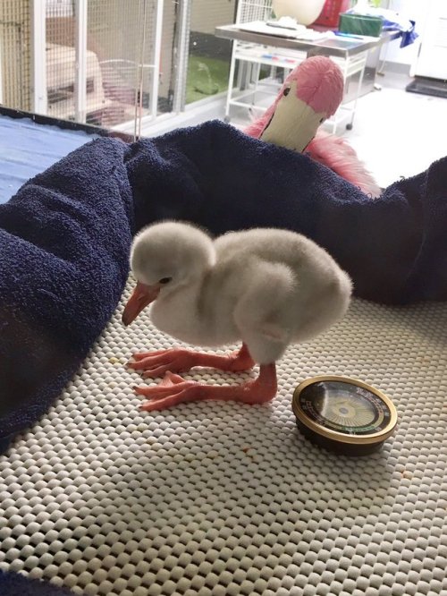tastefullyoffensive - Flamingoing is harder than it looks. (via...