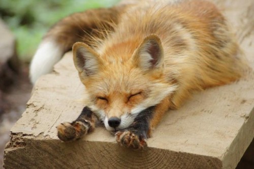 everythingfox - A fox in the Miyagi Zao Fox Village chillin’ on...