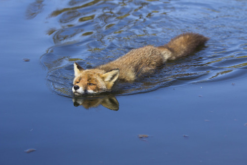 everythingfox - What kind of fish is this?