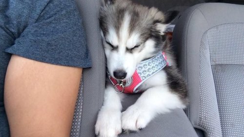babyanimalgifs:Naps are her favorite part of the day.