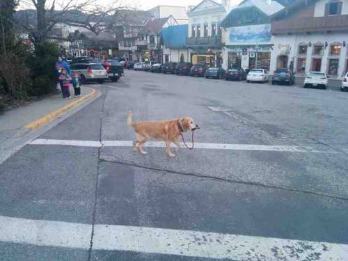 givemeinternet:A strong independent dog who don’t need no man