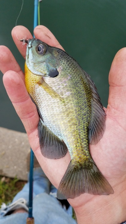isaacsfishingcorner:It was a good day to lazily fly fish for...