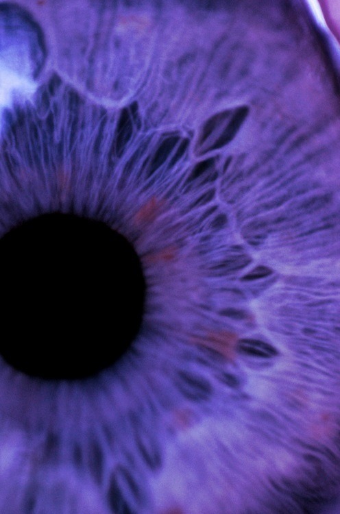 purple eyes on Tumblr
