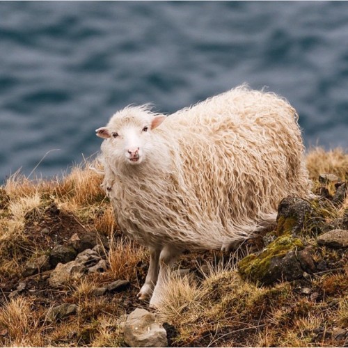 folklifestyle - Good Morning! Faroe Island. Photo by @wisslaren...