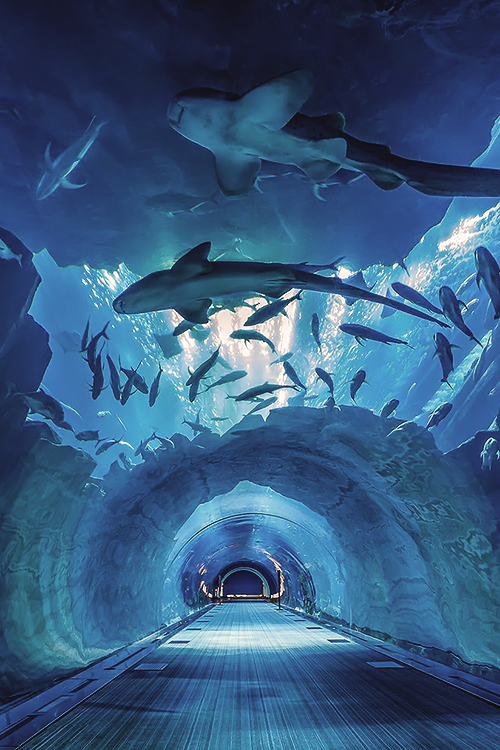 reals:Dubai’s Aquarium Tunnel | Photographer