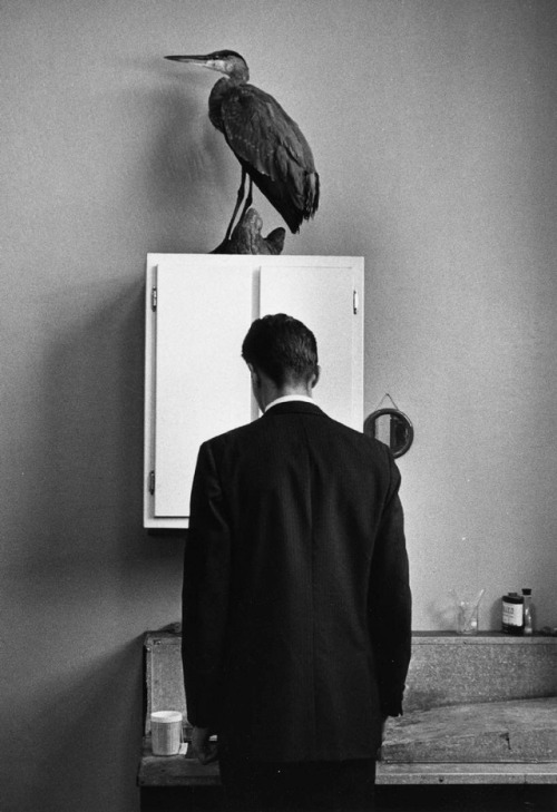 birdsong217:André Kertész. The Heron (Museum of Natural...