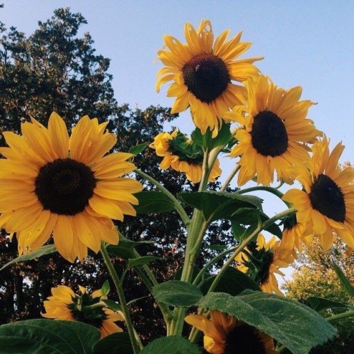 adventuresonly - sunflowers
