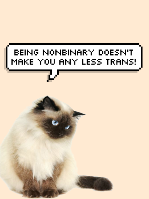 salve-terrae-magicae:some trans and nonbinary positivity cats...