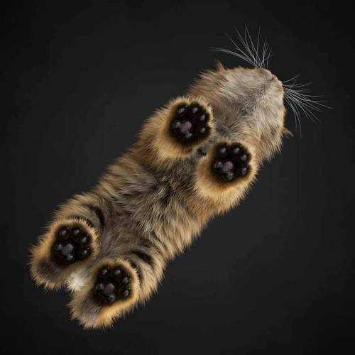 cuteness–overload:Kitty pawsSource: http://bit.ly/2GH9ryO
