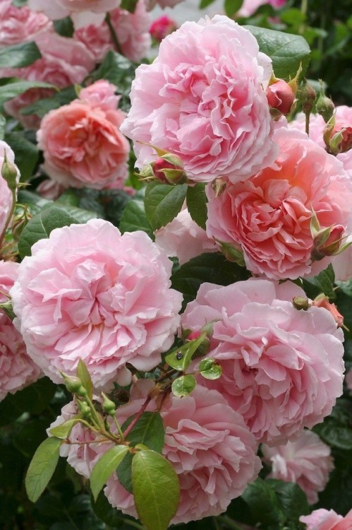 florealegiardini - ~ Strawberry Hill Rose ~