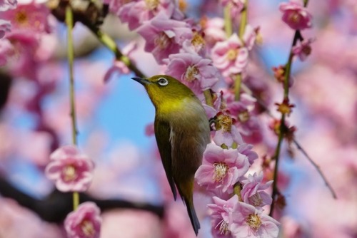 chitaka45 - 京都 城南宮 枝垂れ梅Plum blossom in Jonangu Kyoto