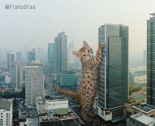 meowkitty3 - catsbeaversandducks - Catzillas - Giant Cats In Urban...