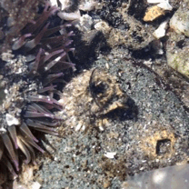 goddamnshinyrock - tidepooling from this weekend - a hermit crab...