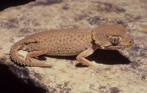 typhlonectes:Helmeted Gecko, Tarentola chazaliae, family...