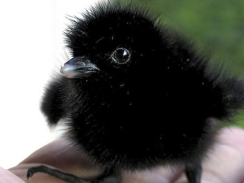 builttobulk:youranimeprince:Crow babies are...