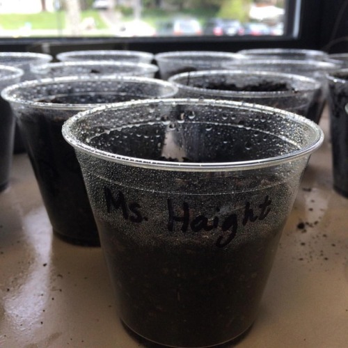 shemustassemble - Planting marigolds in Kindergarten 