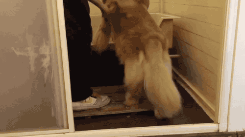 gifsboom - Cutest dog bath. [video][Golden PetStore]