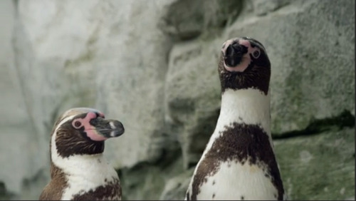dmellieon - (via This gay penguin couple are celebrating their...