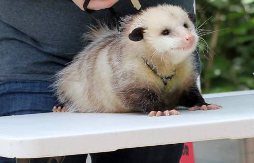 opossummypossum - “Opossums are ugly” Excuse you