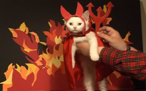 taylorswift - I wish I could dress my cats in Halloween costumes...