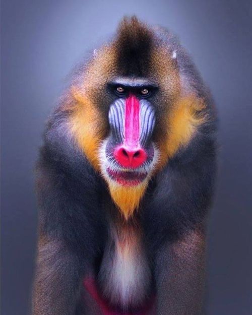 alperasar87 - #babun#baboon#animalsofinstagram#animallover#animal...