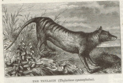 electricnik:Thylacine illustration from Cassell’s Concise...