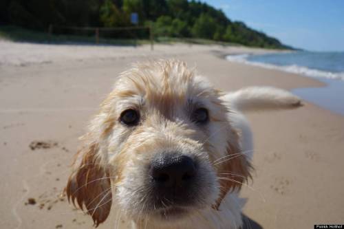 shut-up-karen - phototoartguy - Puppy’s First Visit To The Beach...