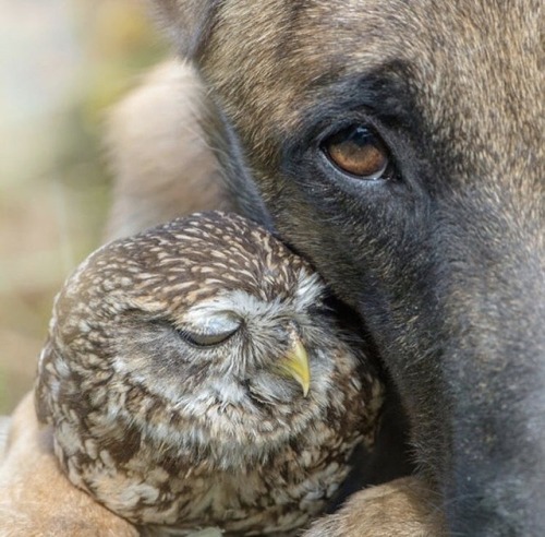 pearlescentbirdmom - animals-lovers - (Source)@edderkopper Bear...