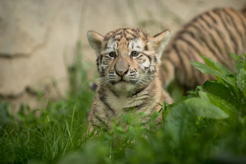 usatoday - Columbus Zoo’s adorable new Amur tiger cubs play...