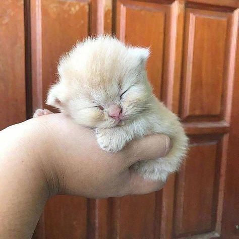 mikkeneko - cheile - kittehkats - Kittens Sleeping in Peoples...