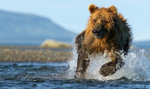 fridaybear:This fella was captured in all their majesty by...