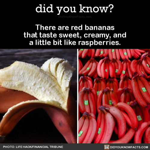 did-you-kno:There are red bananasthat taste sweet, creamy,...