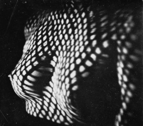 zoebalthus - Breast - 1935 © Osamu Shiihara