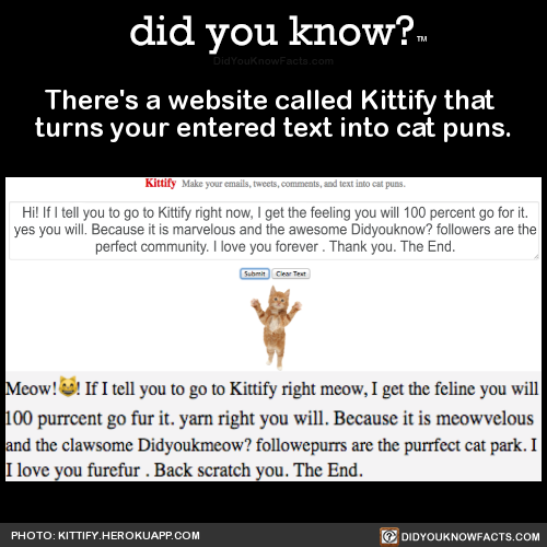 theres-a-website-called-kittify-that-turns-your