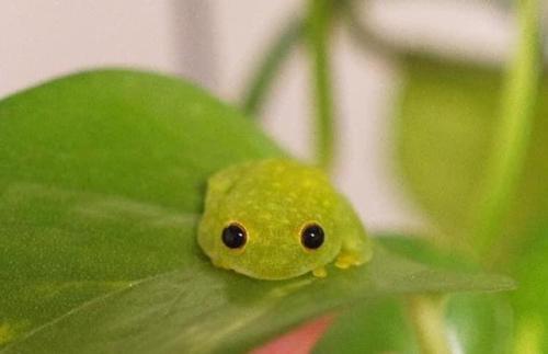 happifying-things:froggo