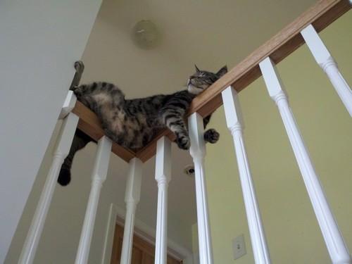 wilwheaton - esunamorreal - This is why I love cats.Every single...